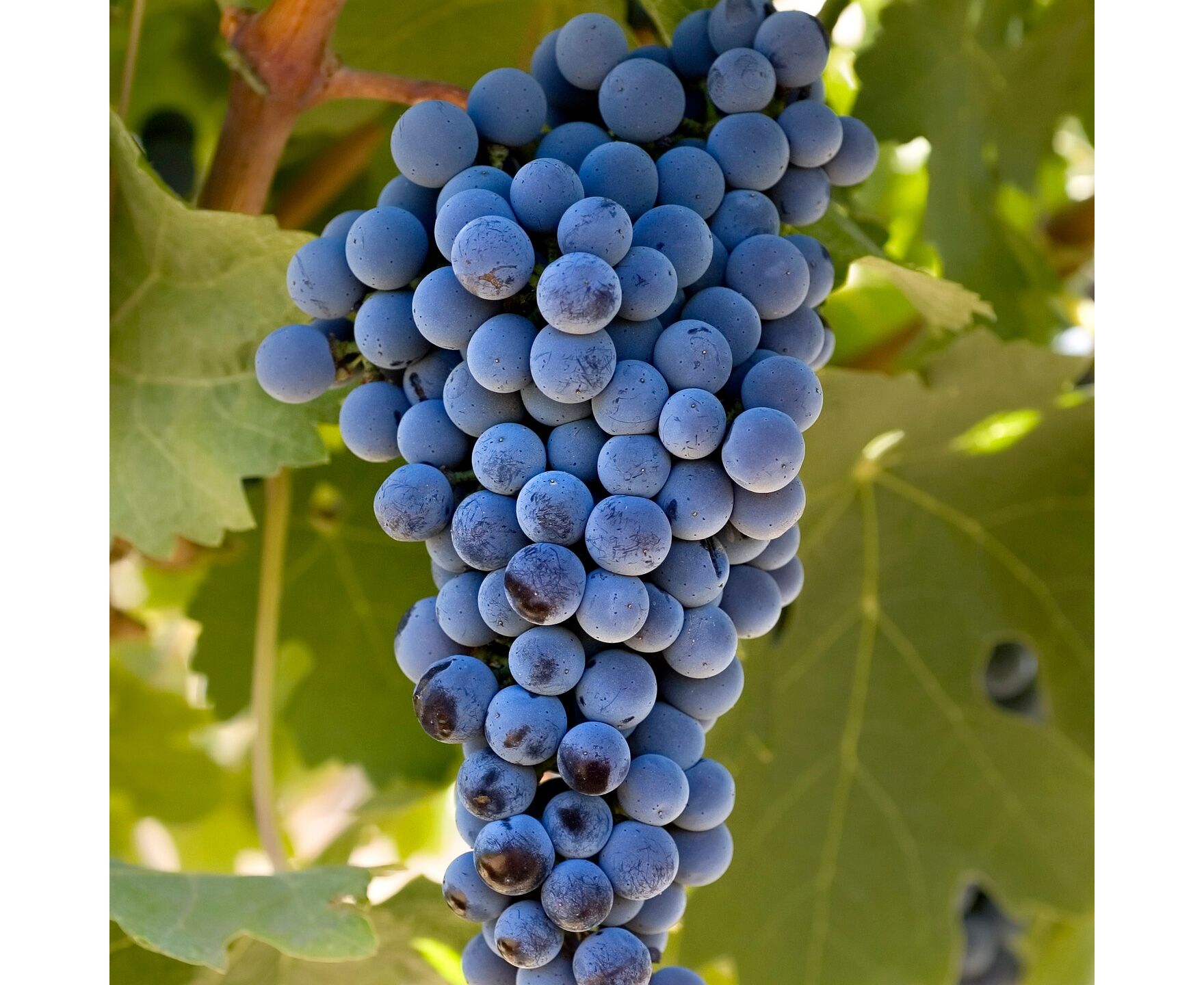 Каберне фран сорт винограда фото и описание
