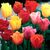 Тюльпан Бахромчатый смесь (Голландия)