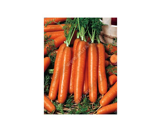 Морковь Бессердцевинная 2г (Аэлита)