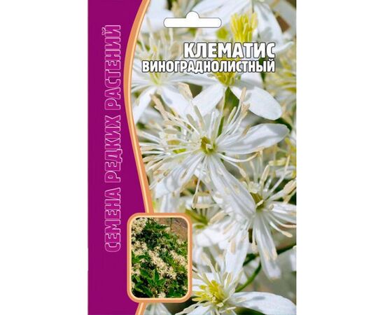 Клематис Винограднолистный 7шт (Семена редких растений)