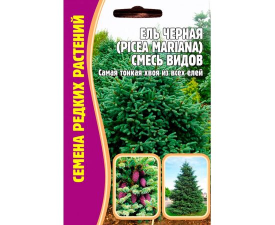 Ель Черная (Picea Mariana) смесь видов 20шт (Семена редких растений)