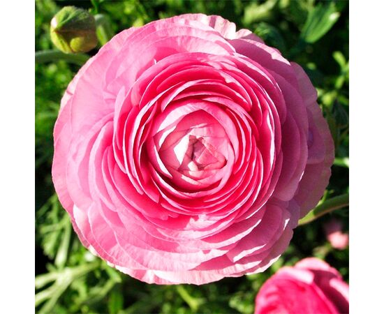 Лютик (Ranunculus) розовый 1шт (Волжский сад)
