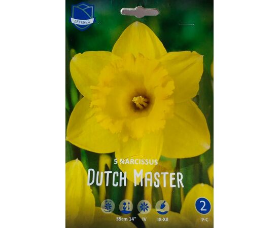 Нарцисс Dutch Master (Голландия)