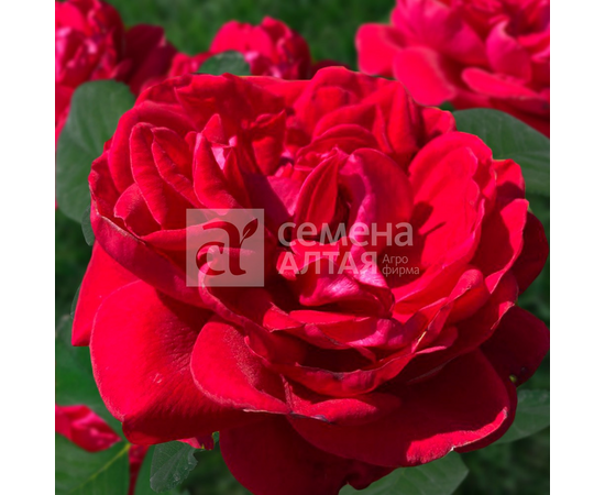 Роза Флорентина "Сибирские розы (Семена Алтая)