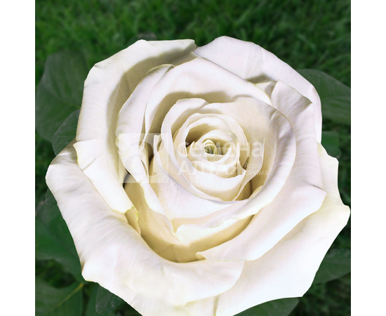 Роза Маруся "Сибирские розы" (Семена Алтая)
