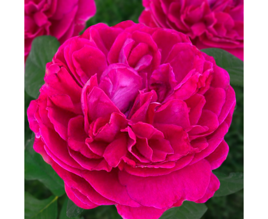 Роза Корвус "Сибирские розы (Семена Алтая)