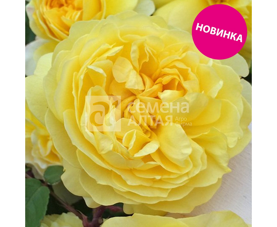 Роза Канарейка "Сибирские розы" (Семена Алтая)