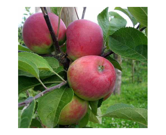 Сорт яблони Красное раннее 3-х летнее ведро