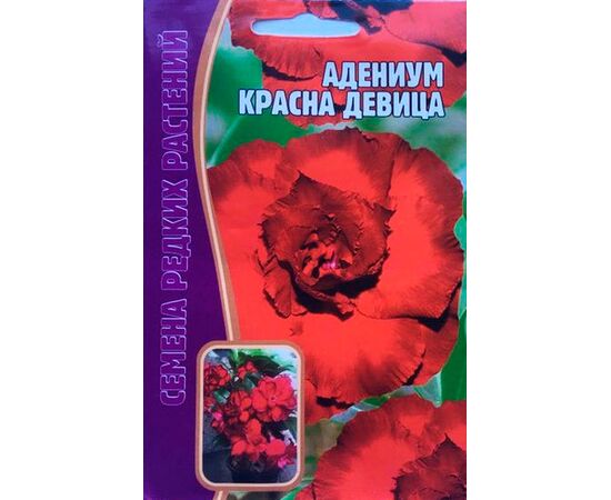 Адениум Красна девица 3шт (Семена редких растений)
