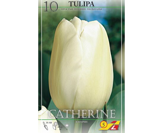 Тюльпан Катерина (Голландия)