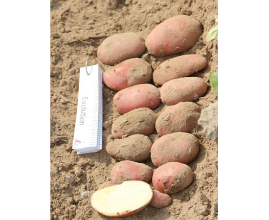 Картофель Эволюшн, сетка ~2.5 кг (Семена Алтая)