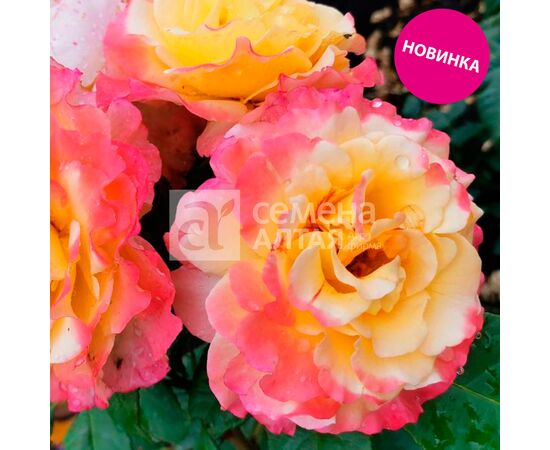 Роза Аппалачи плетистая "Канадские розы" (Семена Алтая)
