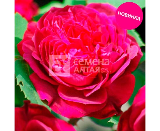 Роза Сивил шраб (кустовая) "Морозостойкие сибирские розы" (Семена Алтая)
