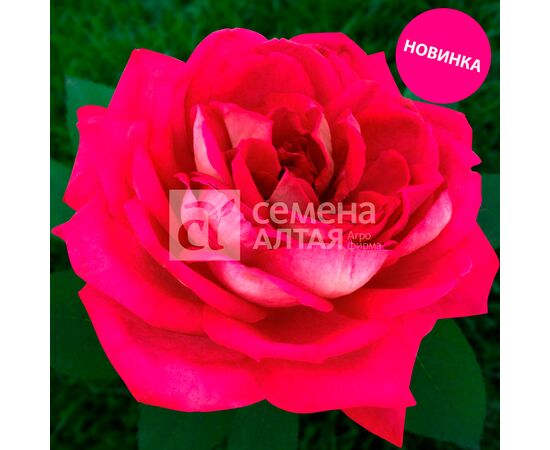 Роза чайно-гибридная Ванкувер "Канадские розы" (Семена Алтая)
