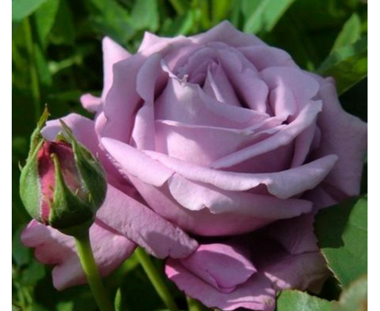 Роза Тиара чайно-гибридная (Семена Алтая)